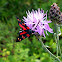 Six-spot Burnet Moth