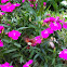Hummingbird Moth