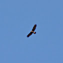 Golden Eagle
