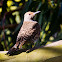 Northern Flicker (Female)