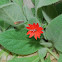 Silene rotundifolia