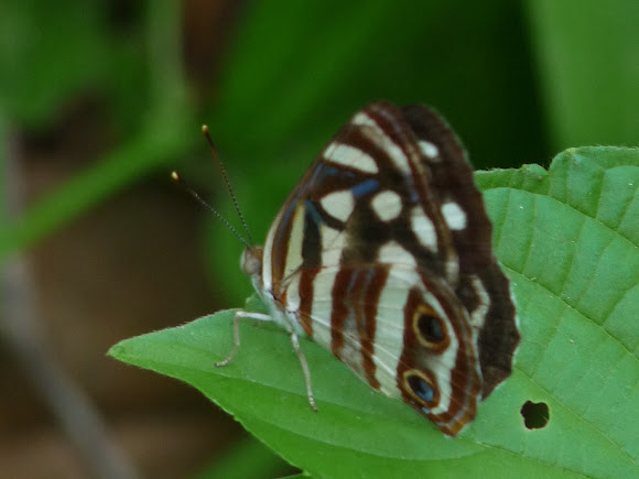 Spotting Image 1