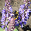 Red-belted Bumblebee