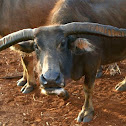 Swamp buffalo