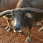 Swamp buffalo