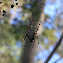 Golden silk orb-weaver spider