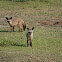 bat eared fox