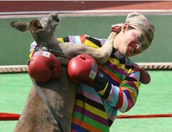 [kangaroo[10].jpg]