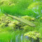 Rainbow trout