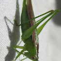 Green-striped Grasshopper