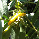 Cloudless Sulphur caterpillar