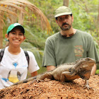 Green Iguana