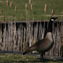 Canadian Goose