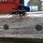 Wasp