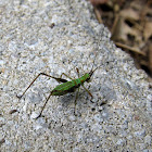Scudder's Bush Katydid Nymph