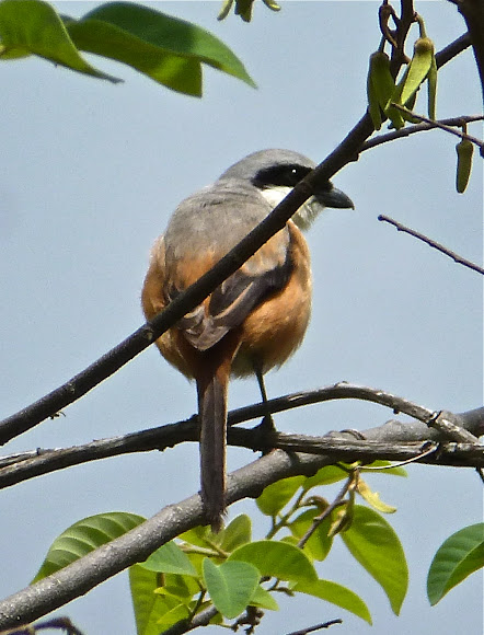 Spotting Image 1