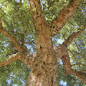 Cork Oak Tree