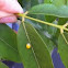 Ladybird
