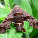 Nessus Sphinx Moth