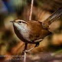 Bewick's Wren