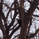 Pileated woodpecker