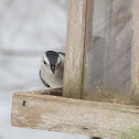 White Breasted Nuthatch