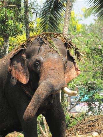 elephant in musth