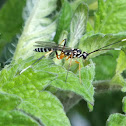 Black and White Ichneumonid