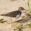 Spotted Sandpiper