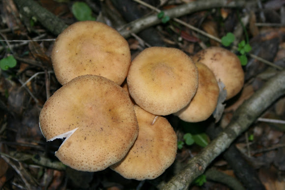 Spotting Image 1