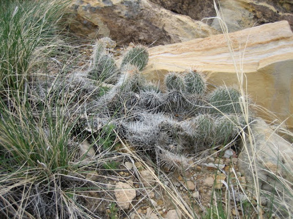 Spotting Image 1