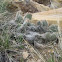 Prickly Pear Cactus