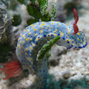 Hypselodoris infucata