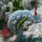 Hypselodoris infucata