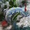 Hypselodoris infucata