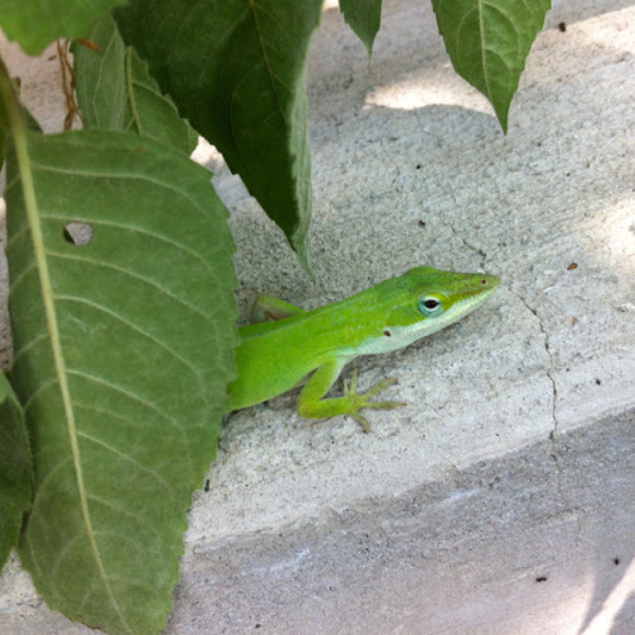 Spotting Image 1