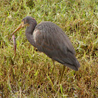 Tri-colored Heron