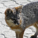 Island Fox (San Clemente Island Fox)