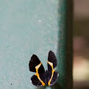 Unknown spotting