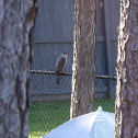 Cooper's Hawk