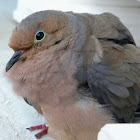 American Mourning Dove