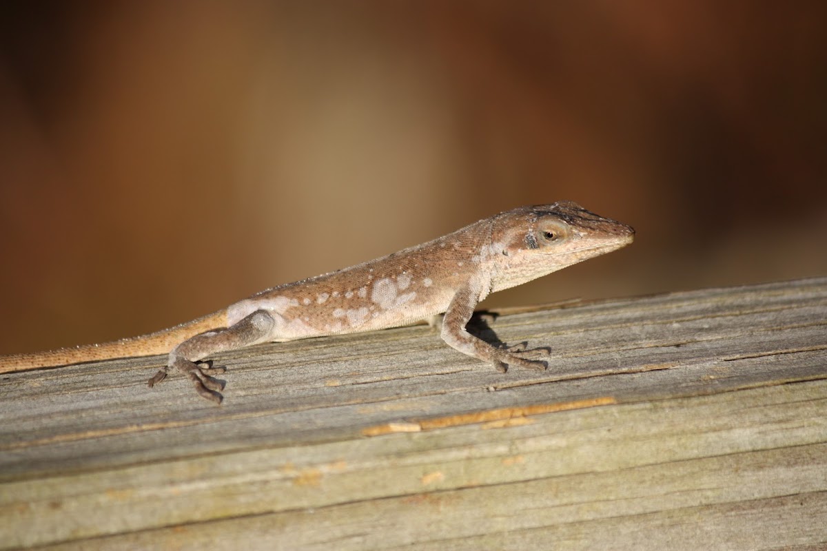 Green Anole