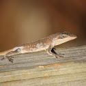 Green Anole
