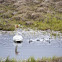 Whooper Swan