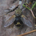Tachinid Fly