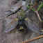 Tachinid Fly