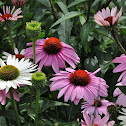 Echinacea