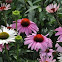 Echinacea