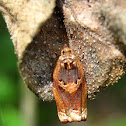 Pondapple Leafroller