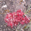 Carnivorous Sundew